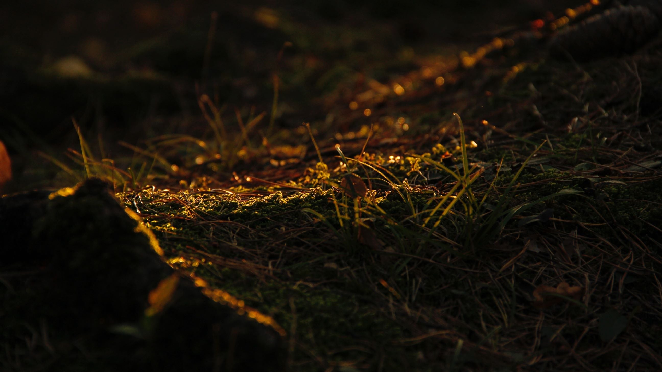 Find Your Vibe: What Does Musk Smell Like?