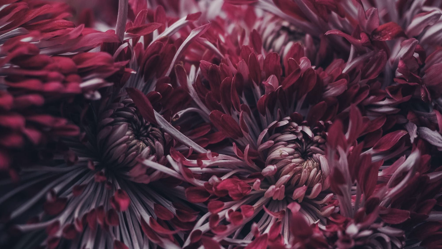 Perfume Display: How to Organise Your Fragrances